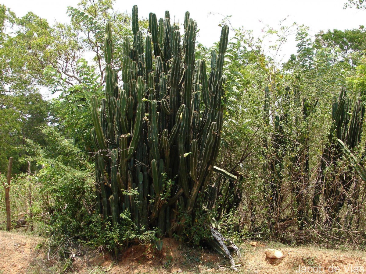 Cereus repandus (L.) Mill.